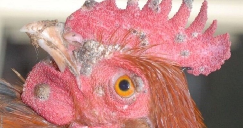 Bệnh đậu gà là gì, cách điều trị ra sao? 1 Nguyên nhân gây nên bệnh đậu ở gà là do vi rút fowlpox gây nên