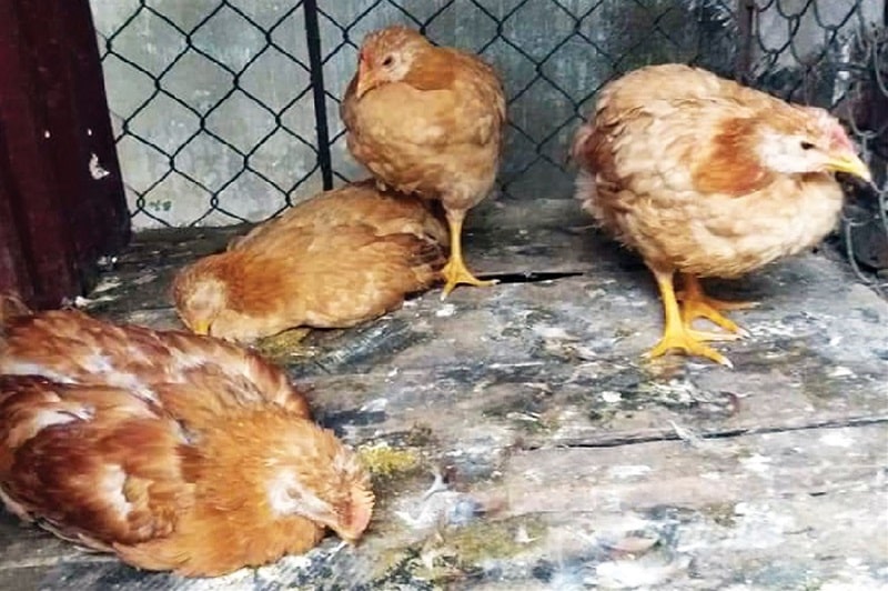 Bệnh bạch lỵ ở gà và các thông tin cần biết 1 Bệnh bạch lỵ ở gà xảy ra ở gia cầm dưới 3 tuần tuổi, do vi khuẩn Salmonella Pullorum gây ra
