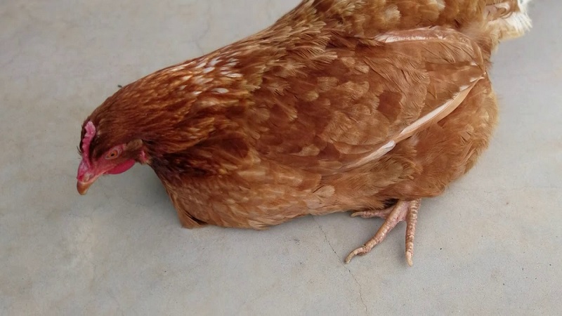 Bệnh Marek ở gà là gì, hướng điều trị như thế nào? 1 Bệnh Marek ở gà do vi rút thuộc họ Herpesviridae tấn công và xâm nhập