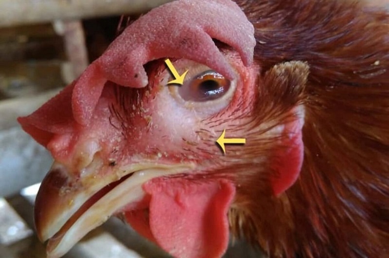 Nguyên nhân và cách chữa gà bị phù hiệu quả 1 Gà bị phù do vi khuẩn Haemophilus Paragallinarum gây nên, nếu không chữa trị để lại hậu quả đáng tiếc