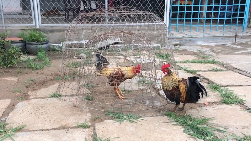 Chia sẻ cách chọn gà tre đá cựa để đi thi đấu 4 Gà tre quần bội tăng độ bền, thể lực lợi thế cho việc giao chiến