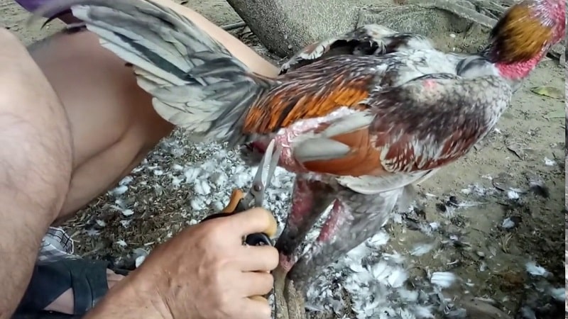 Cách tỉa lông gà chọi đúng kỹ thuật, đẹp mê mẩn 3 Khi thực hiện cách tỉa lông gà chọi cần bỏ túi một số lưu ý để sở hữu chiến binh có ngoại hình ưng ý