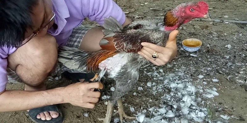 Cách tỉa lông gà chọi đúng kỹ thuật, đẹp mê mẩn 1 Khi vật nuôi được 1 tuổi, chủ kê cần thực hiện cách tỉa lông gà chọi