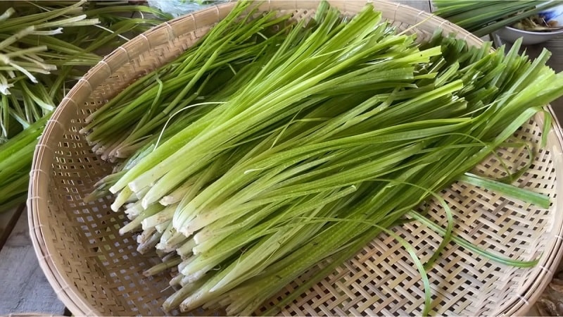 Chữa bệnh cho gà bằng thuốc nam đơn giản, hiệu quả mà tốn ít chi phí 2 Lá hẹ chữa bệnh bạch lỵ cho gia cầm rất hiệu quả