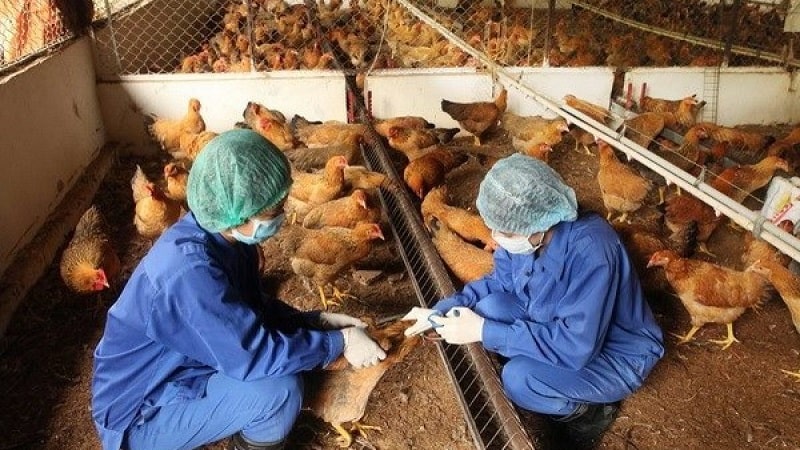 Nguyên nhân và cách chữa gà bị phù hiệu quả 3 Tiêm NORFLOXACIN cho vật nuôi, là cách chữa gà bị phù đạt hiệu quả cao