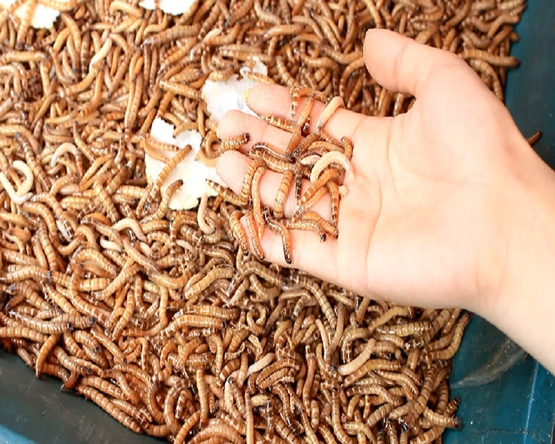 Bí quyết nuôi gà tre chuẩn, sở hữu chiến binh ưng ý 3 Trong bí quyết nuôi gà tre, phải chú trọng chế độ dinh dưỡng, để vật nuôi hấp thụ đầy đủ dưỡng chất
