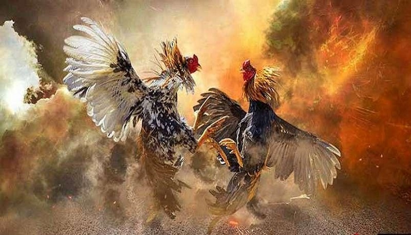 Trải nghiệm trò chơi đá gà online kịch tính, có những phút giây đáng nhớ 1 Chơi đá gà online được đánh giá cao về độ tiện lợi, chỉ cần một chiếc điện thoại có kết nối mạng