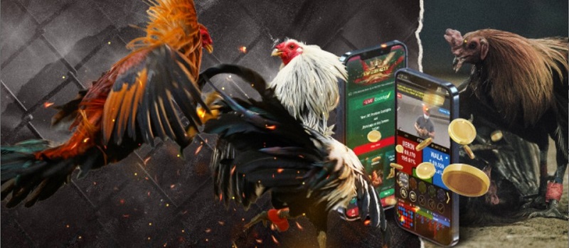 Trải nghiệm trò chơi đá gà online kịch tính, có những phút giây đáng nhớ 4 Chơi đá gà online đa dạng hình thức, tỷ lệ đặt cược cực hấp dẫn