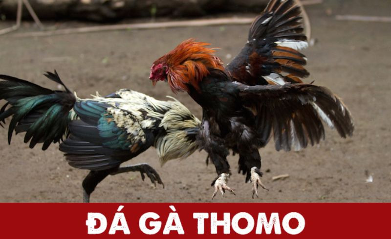 Trải nghiệm trò chơi đá gà Campuchia Thomo trực tiếp 1 Đá gà Thomo được tổ chức ở khu vực biên giới giữa hai nước Việt Nam - Campuchia