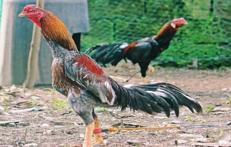 Gà đá hay nhất thế giới, sở hữu lối đá đòn ngoạn mục 3 Gà nòi Asil khả năng đá đòn cực tốt, ra trận là chiến thắng