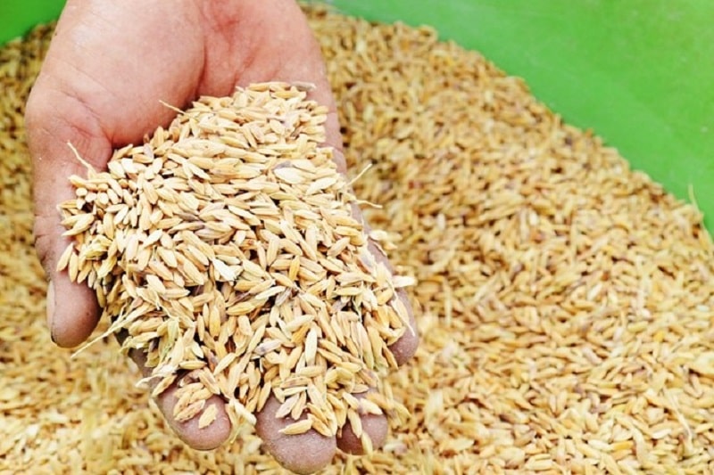 Cách nuôi gà đá tới pin sở hữu chiến binh ưng ý, ngoạn mục 3 Trong cách nuôi gà đá tới pin cho chiến kê ăn lúa 2 cử mỗi ngày