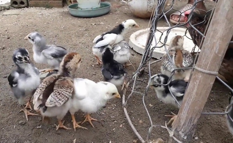 Cách nuôi gà đá tới pin sở hữu chiến binh ưng ý, ngoạn mục 2 Trong cách nuôi gà đá tới pin, khâu chọn giống rất quan trọng, không được bỏ qua