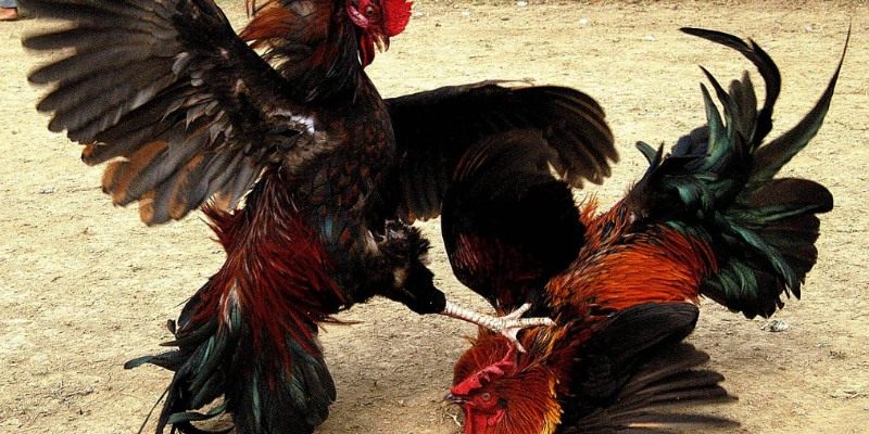 Trải nghiệm trò chơi đá gà trực tuyến trên mạng 3 Ưu điểm của đá gà trực tuyến trên mạng là trong ngày diễn ra nhiều trận đấu